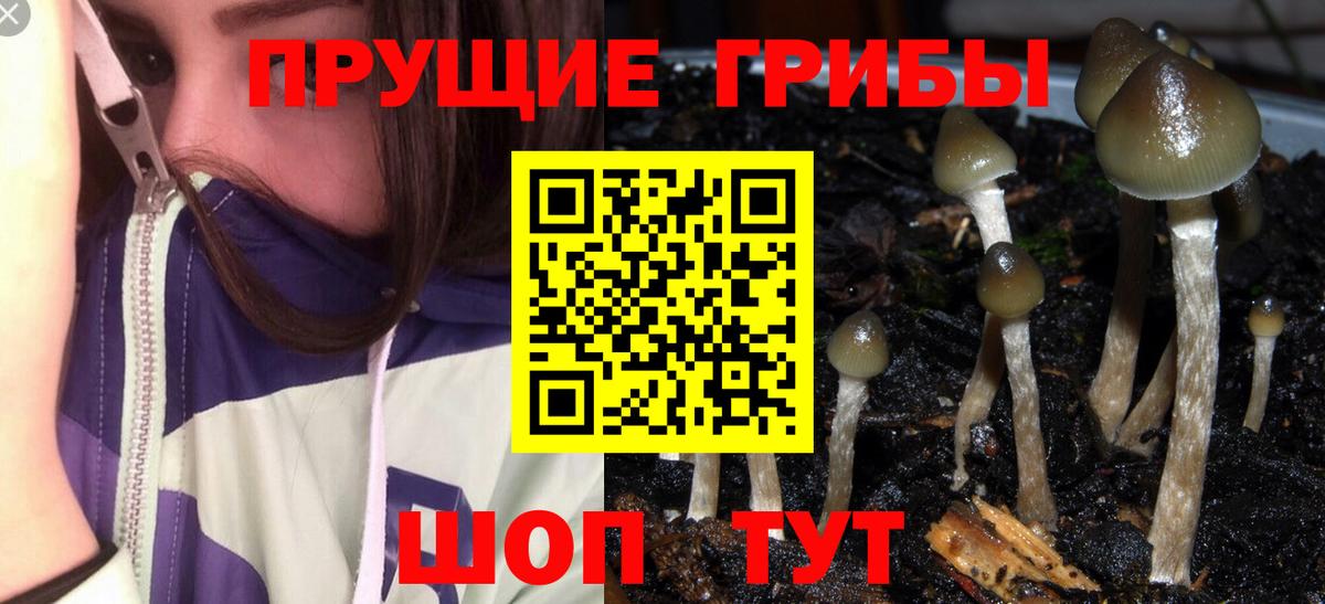 Знаменск  Галлюциногенные грибы MAGIC MUSHROOMS  Вход с VPN  Псилоцибиновые грибы MAGIC MUSHROOMS 